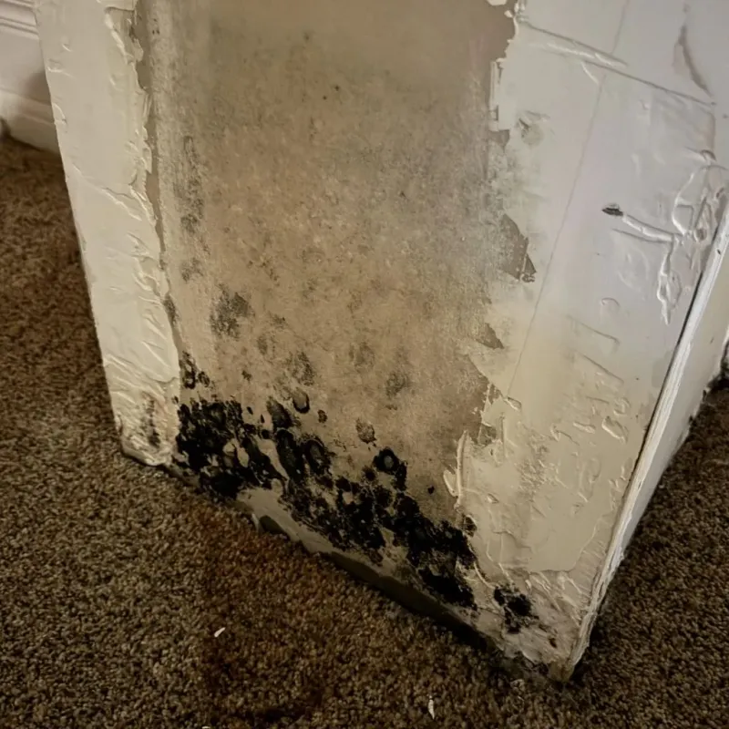 Professional Mold Removal in Roanoke, VA